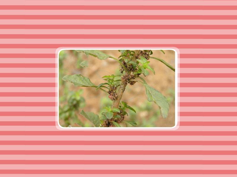 喜欢在荫凉地生活的花卉有哪些