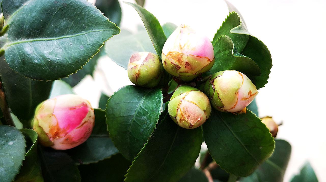 怎样预防茶花掉花苞,养护知识请看这里!