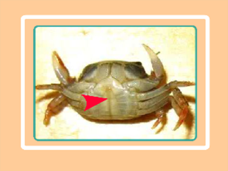 「秒懂百科」原来锐剌拟溪蟹长这样