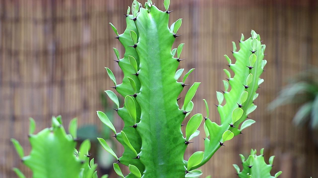 龍骨花怎麼養