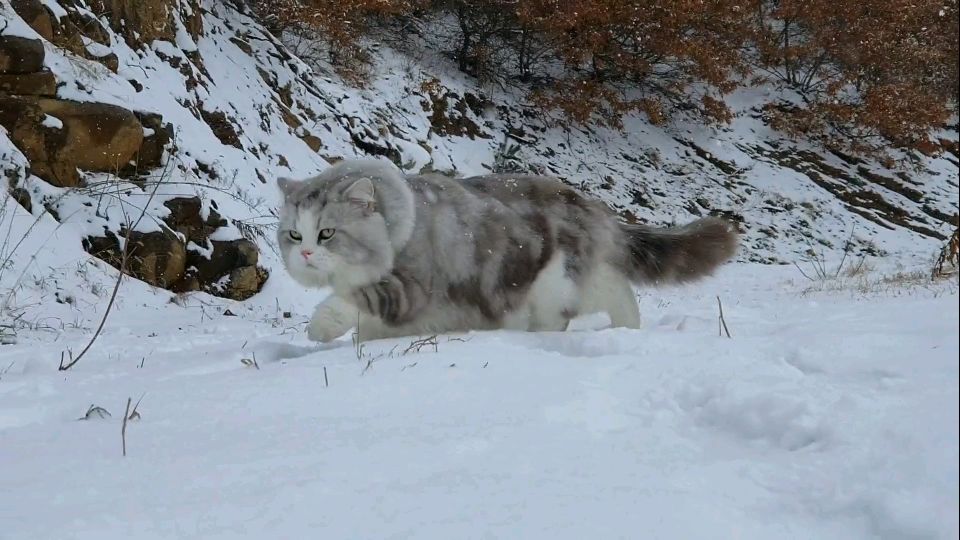 雪地精灵踏雪而来,一切的付出在这一刻都值得了