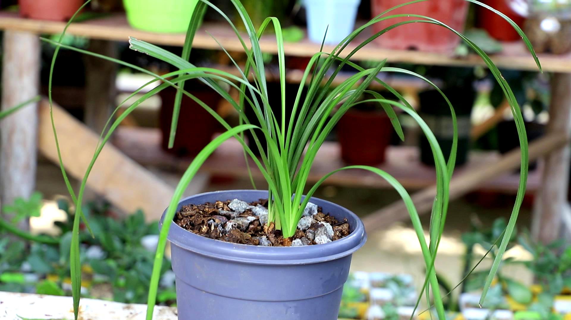 兰花种植方法与技巧(刚买回来的裸根兰花应该怎么种植)