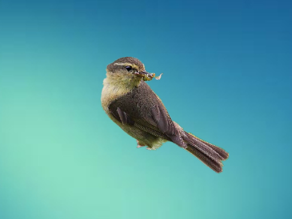 吉林省第三类保护的莺科有哪些