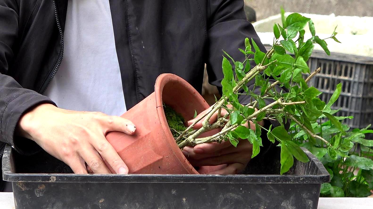 1茉莉花脱盆处理 茉莉花土壤板结要进行换盆