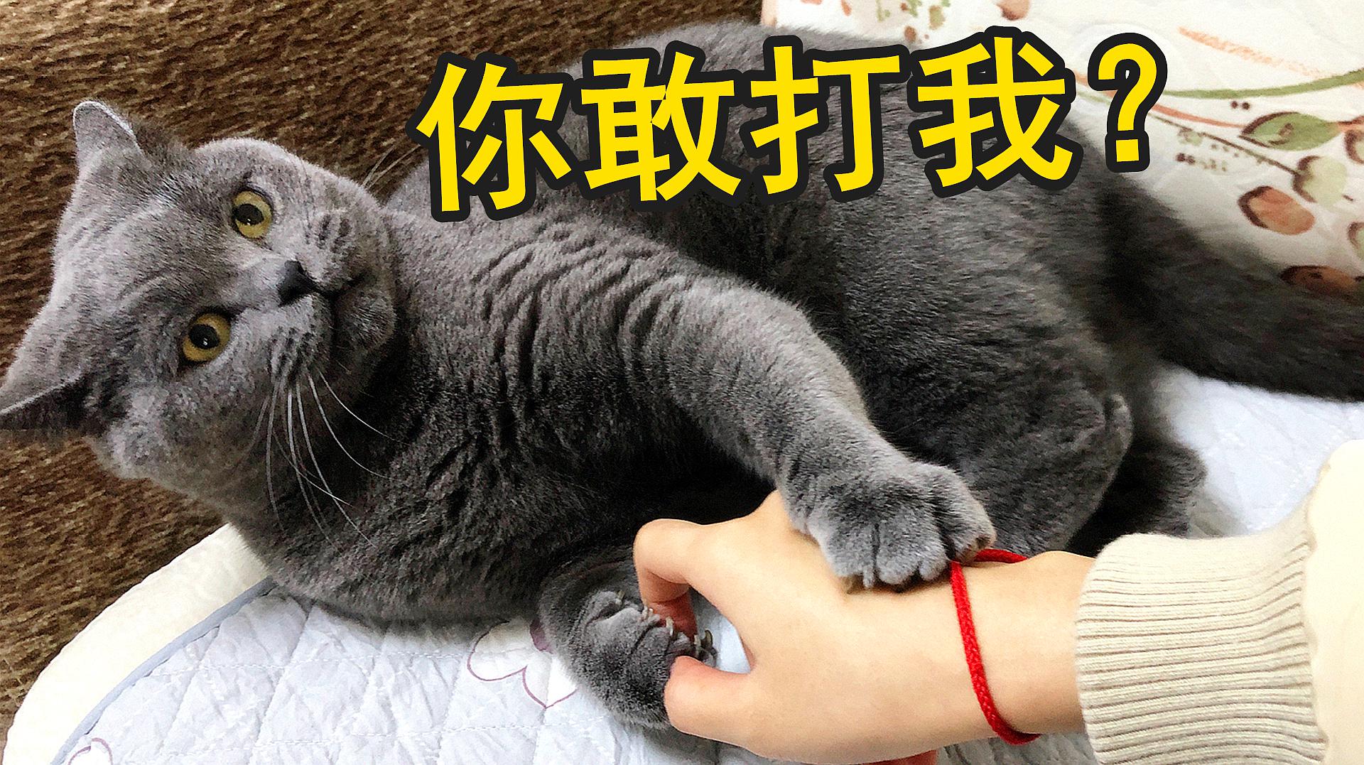 暴打猫表情包图片