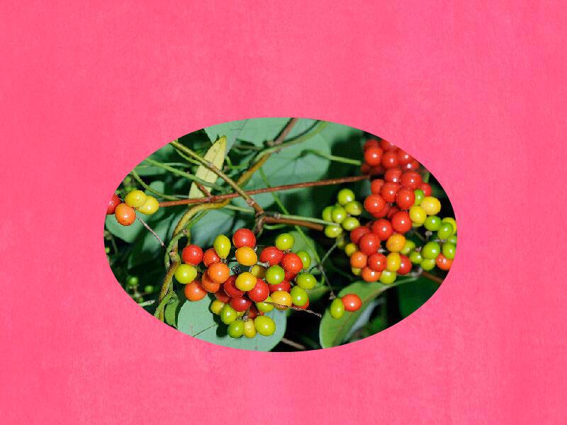 原来桐叶千金藤长这样