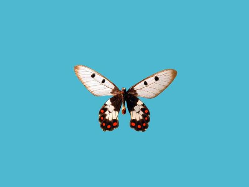 「秒懂百科」原来透翅凤蝶长这样