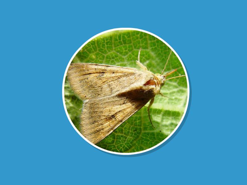 农业小害虫棉铃虫巧了解