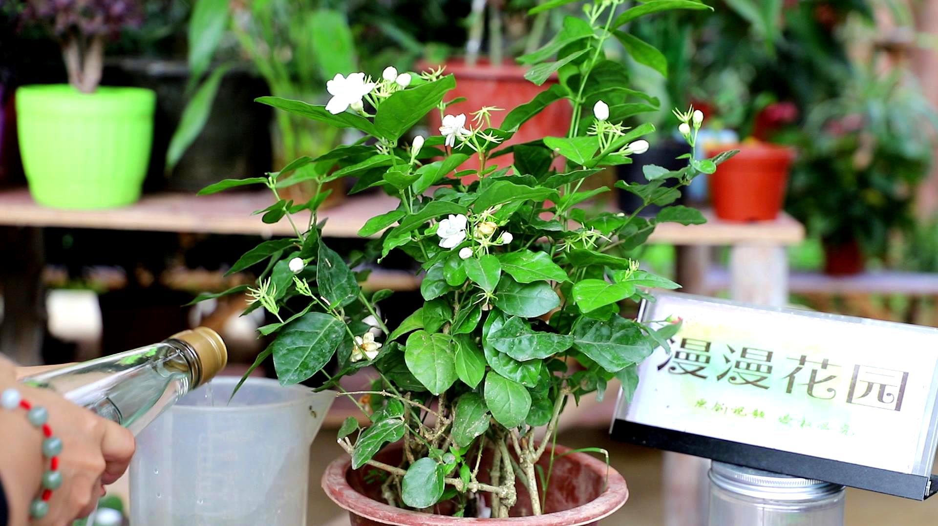 想要茉莉花花開爆盆,學會這4招就夠了