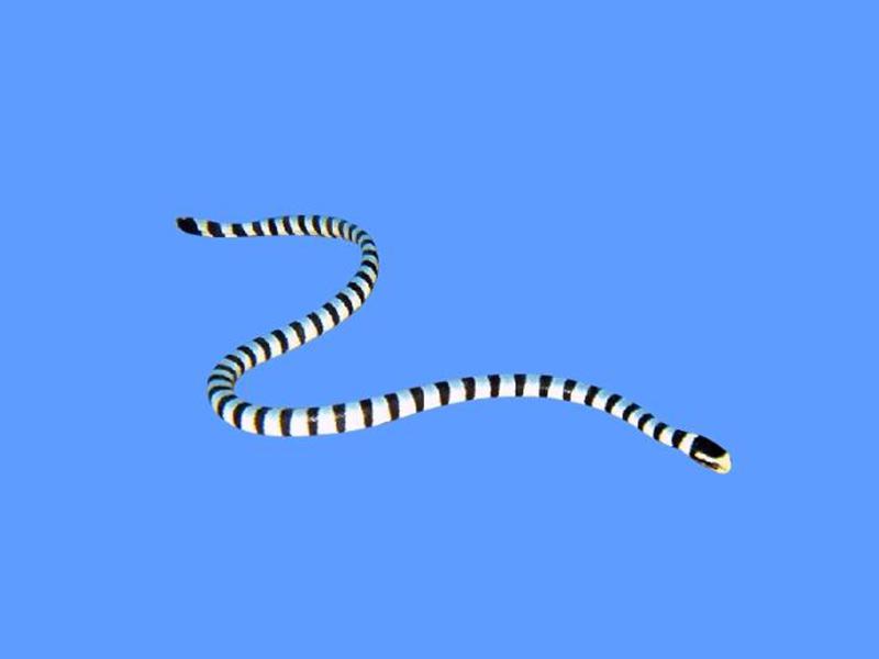 我国六大毒蛇排行榜,银环蛇比金环蛇毒五倍