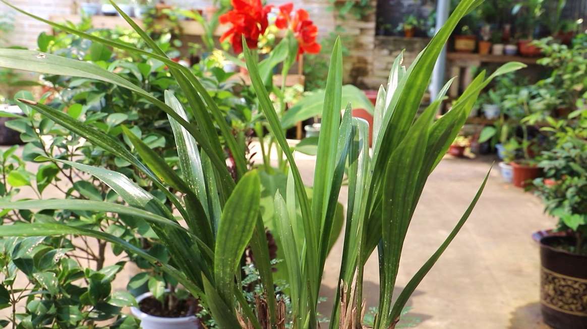 给兰花施肥选对时机,有效避免死苗生长缓慢