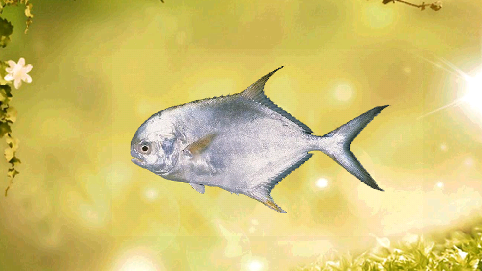 原来黄腊鲳长这样