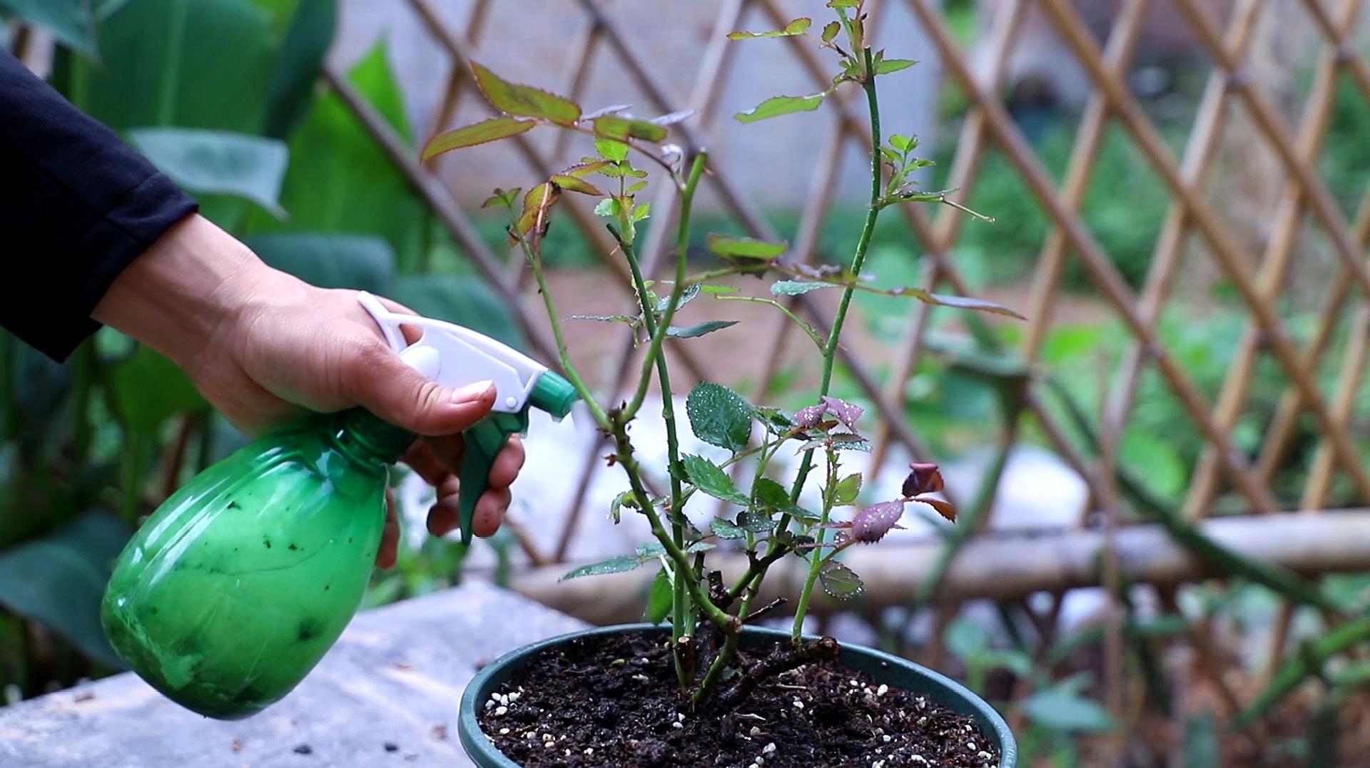 月季花的繁殖方法视频(月季花的繁殖方法视频讲解)