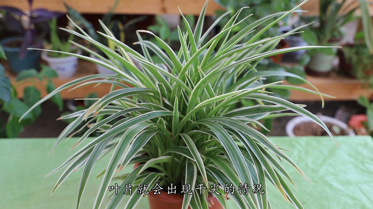 怎样给吊兰浇水养护知识请看这里