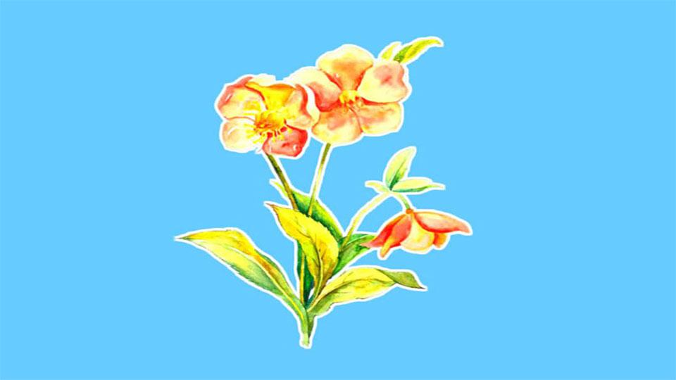 原来圣诞蔷薇长这样