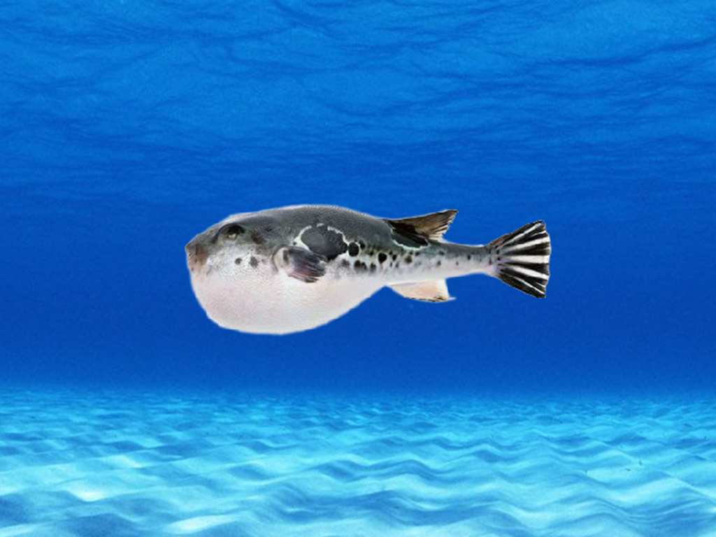 原来暗色东方鲀长这样