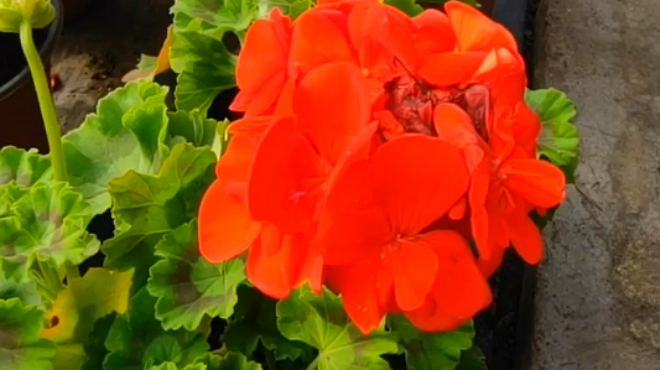 大红色的天竺葵-朝霞,冬天的养护正确,春天才能花开爆盆!