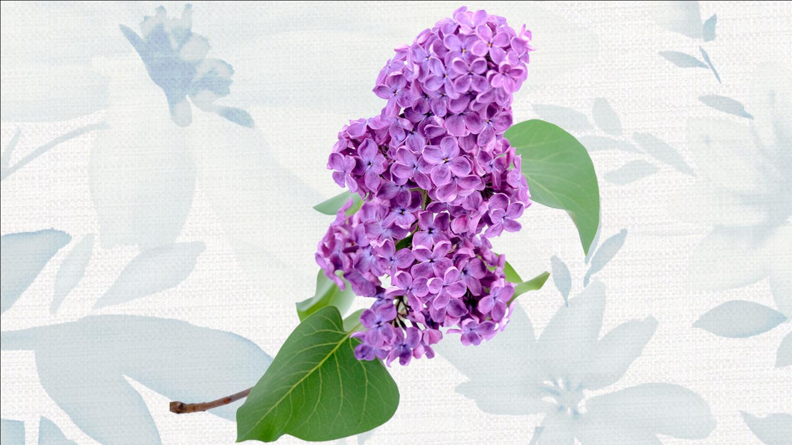蓝紫色花有哪些种类