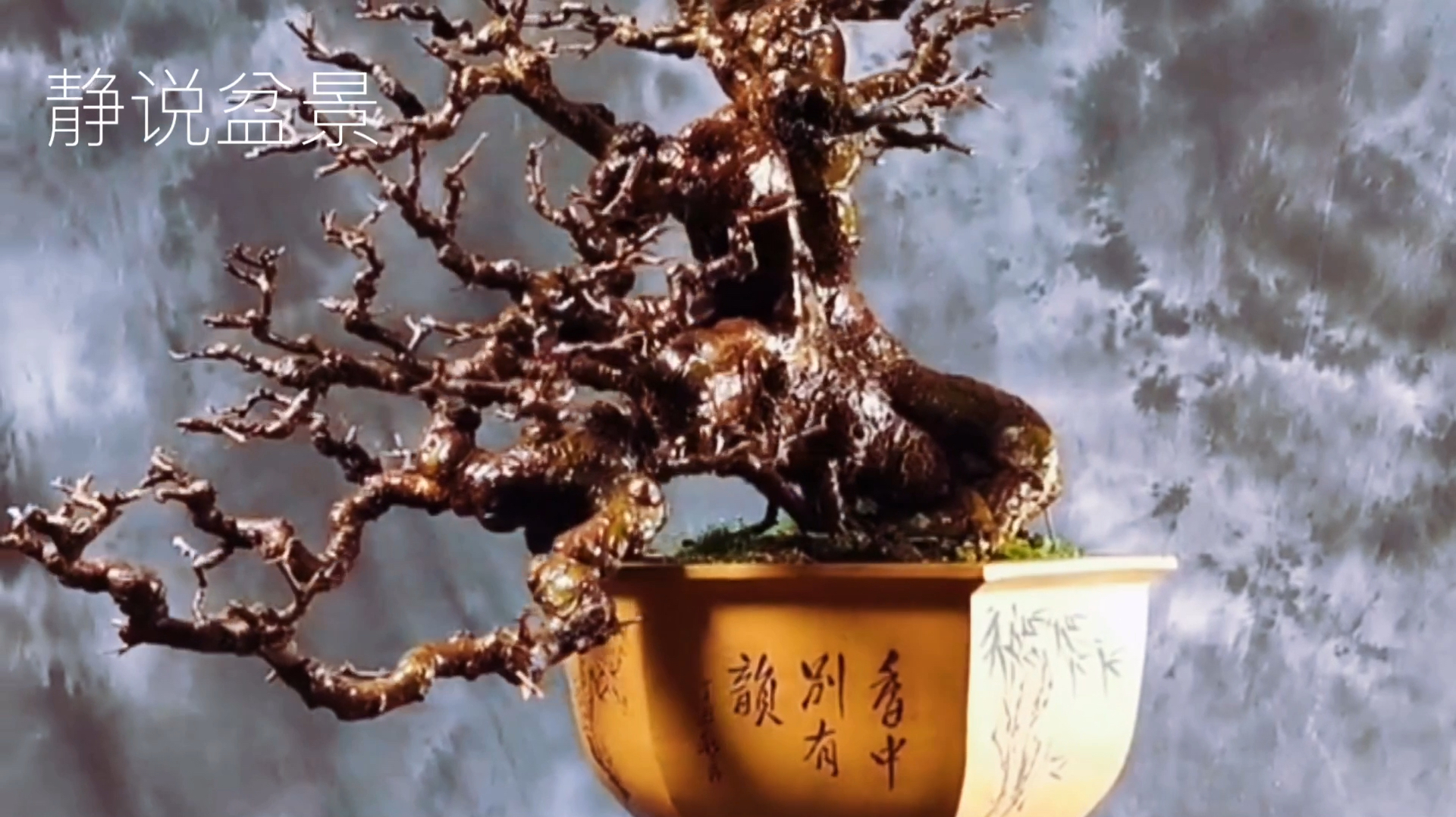 盆景七贤之一的榆树盆景怎样修剪养护?