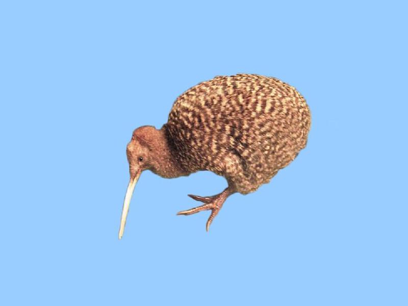 「秒懂百科」原来大斑几维鸟长这样