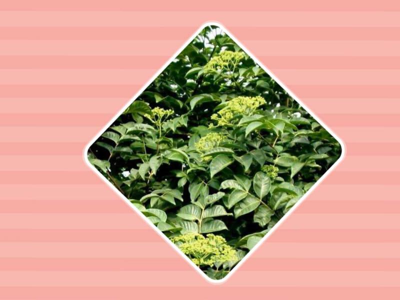 原来吴茱萸草长这样