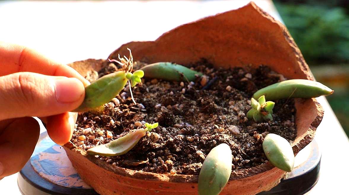 3多肉植物得了蚧殼蟲如何處理:1,可以種植時候在盆土裡面,摻雜一點噻