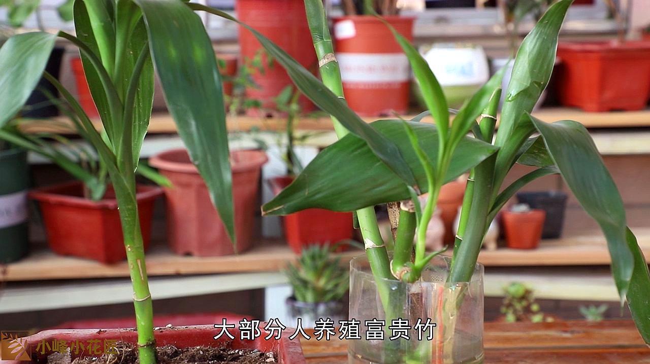 富貴竹進行土培,養殖的時候注意好幾點,養得比水培的好