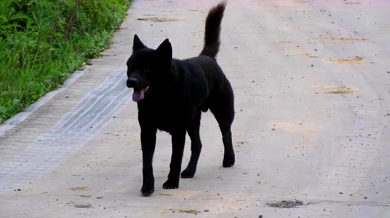 中华田园犬黑色长大图片