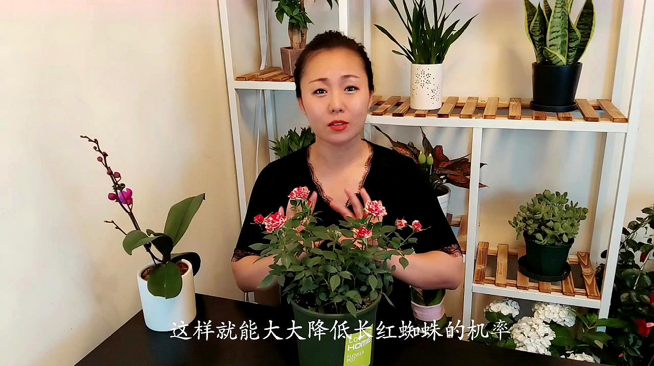 月季，夏天咋修剪？咋促花？咋防红蜘蛛？教你2个小方法！