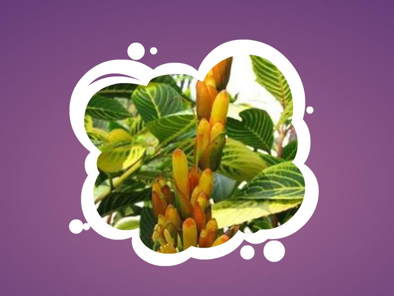 金叶植物有哪些?这些你见过没。