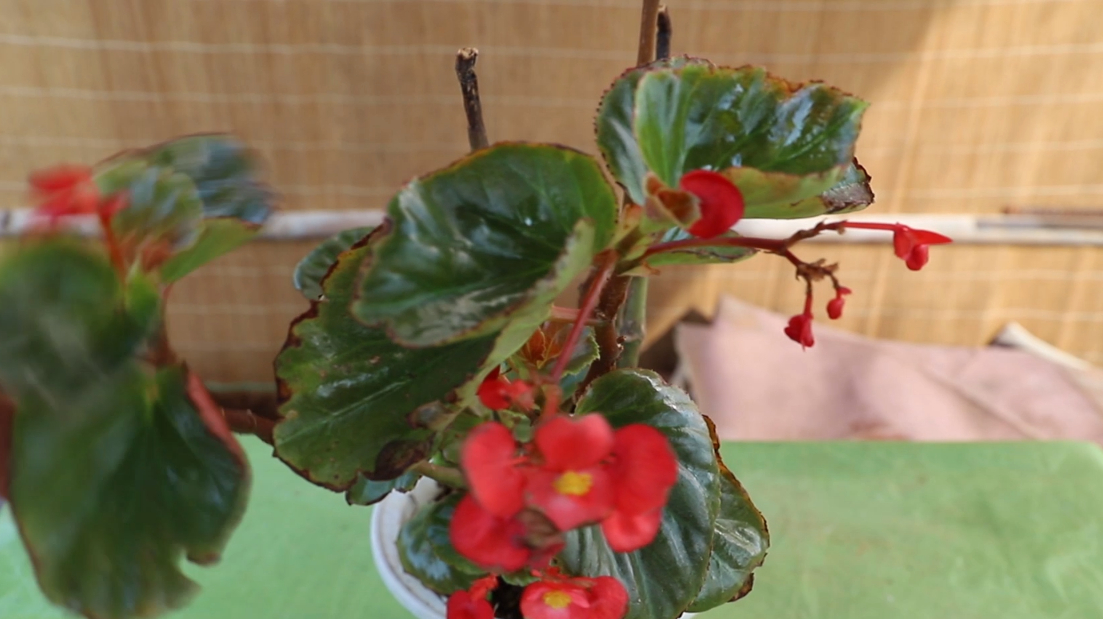 四季海棠的繁殖方法图片