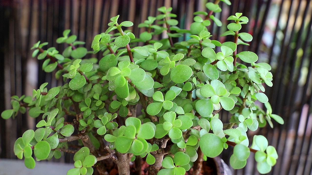 金枝玉叶植物(金枝玉叶植物有毒吗)