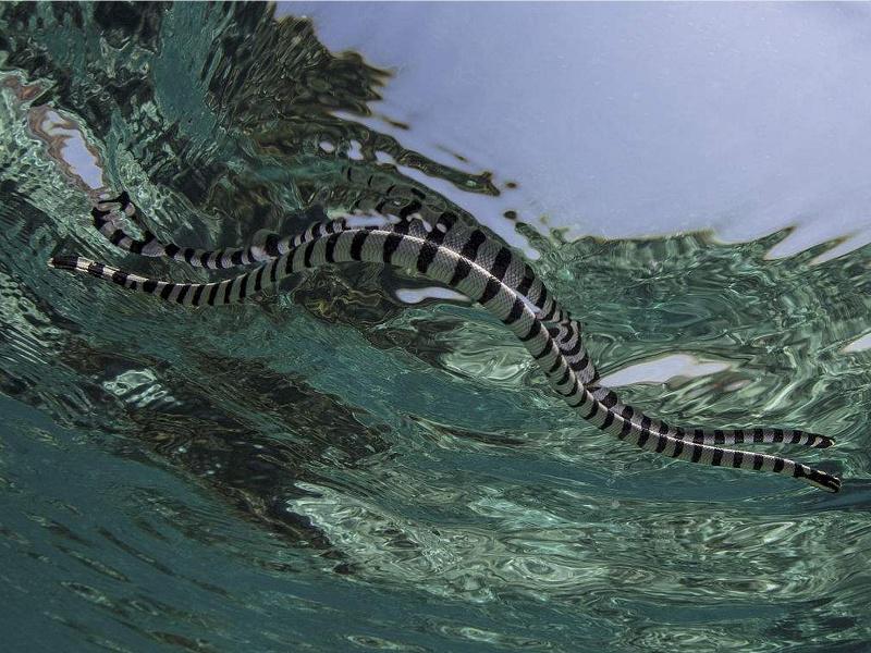 贝尔彻海蛇有多毒图片