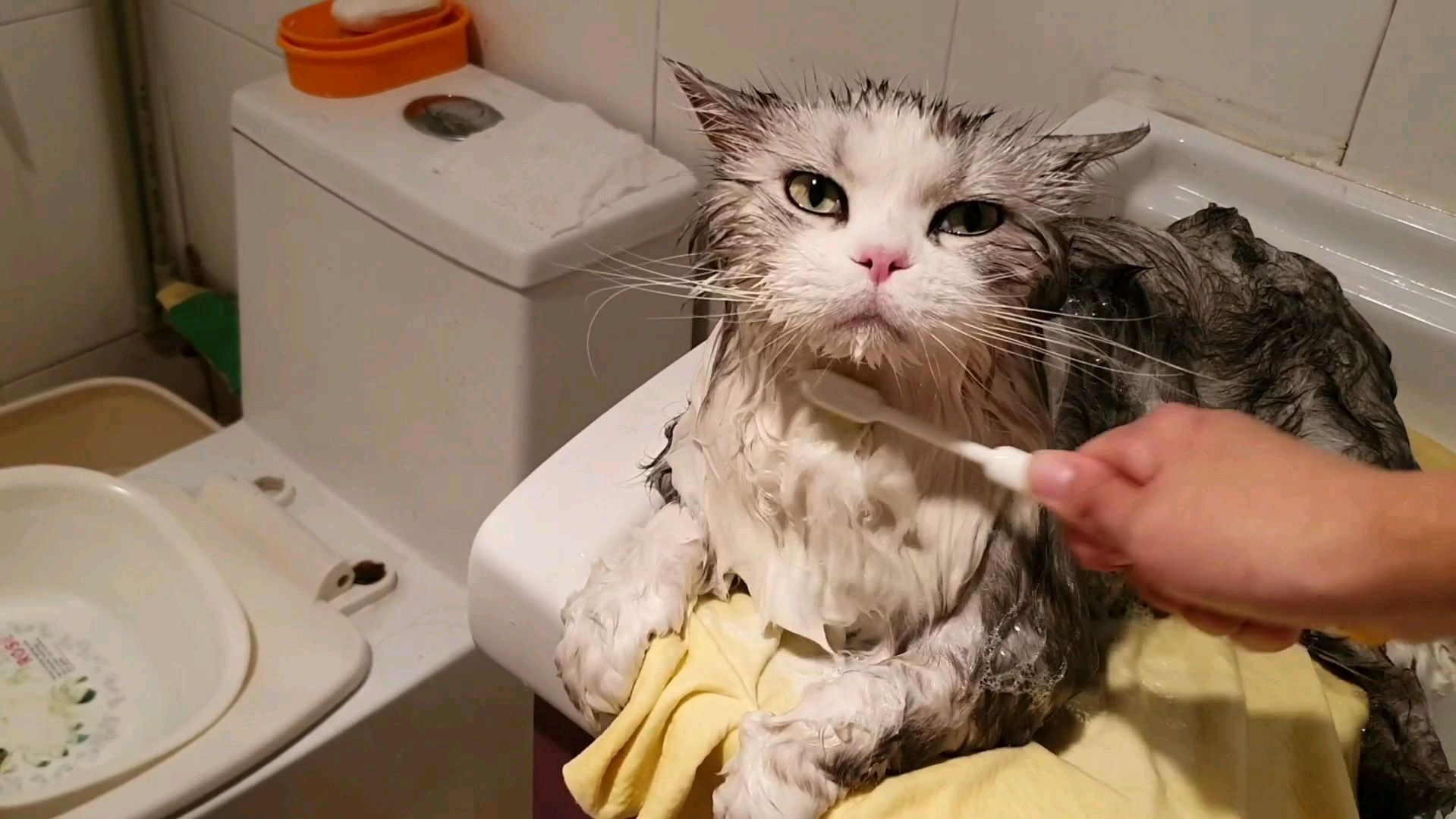 猫咪的洗澡视频合集