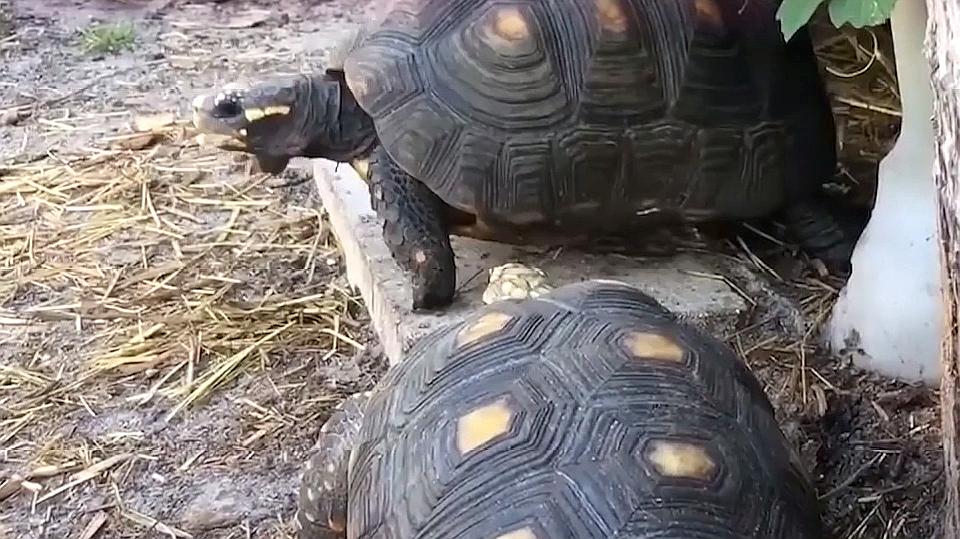 飼養烏龜的小技巧5個視頻