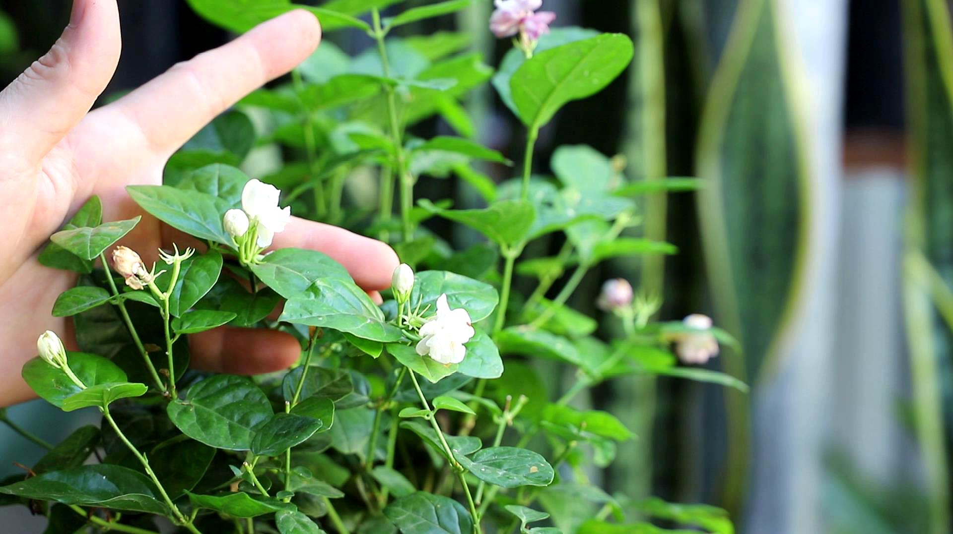 茉莉花几月开花(茉莉花是几月开?)