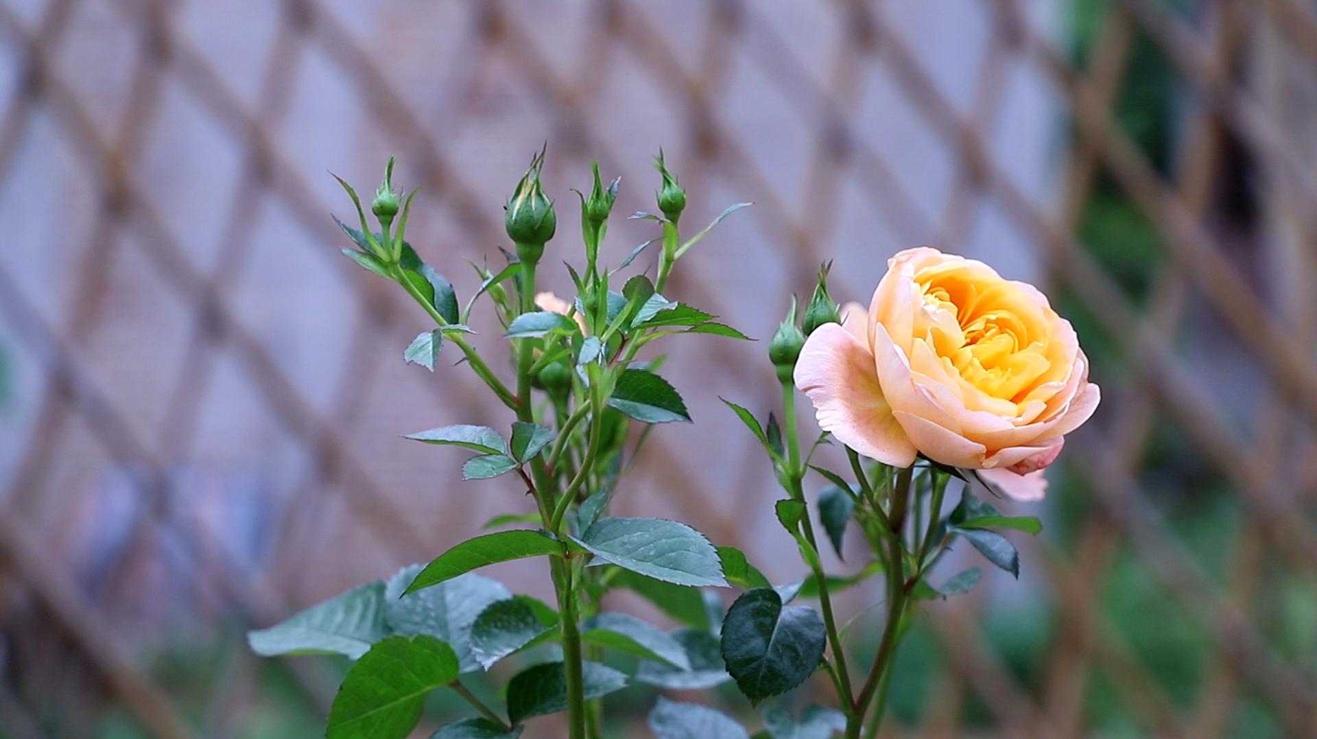 月季花的养护(胭脂扣月季花的养护)