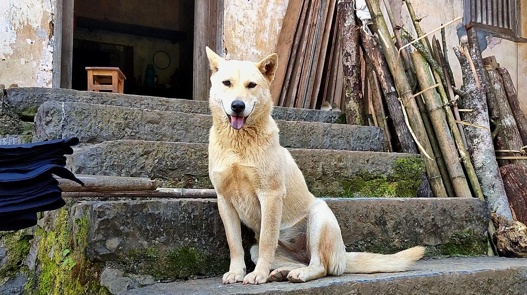 田园犬精彩视频集合