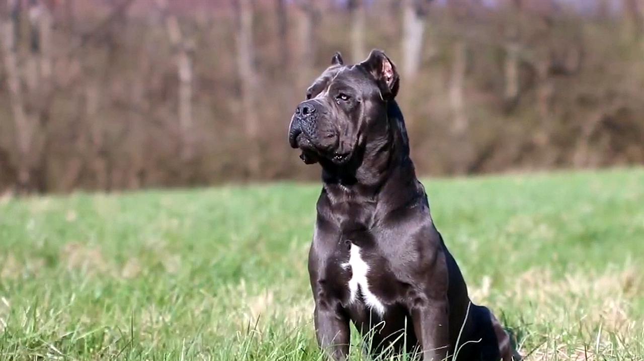 十大猛犬排行榜第十名,狂暴战士—西班牙加纳利犬!