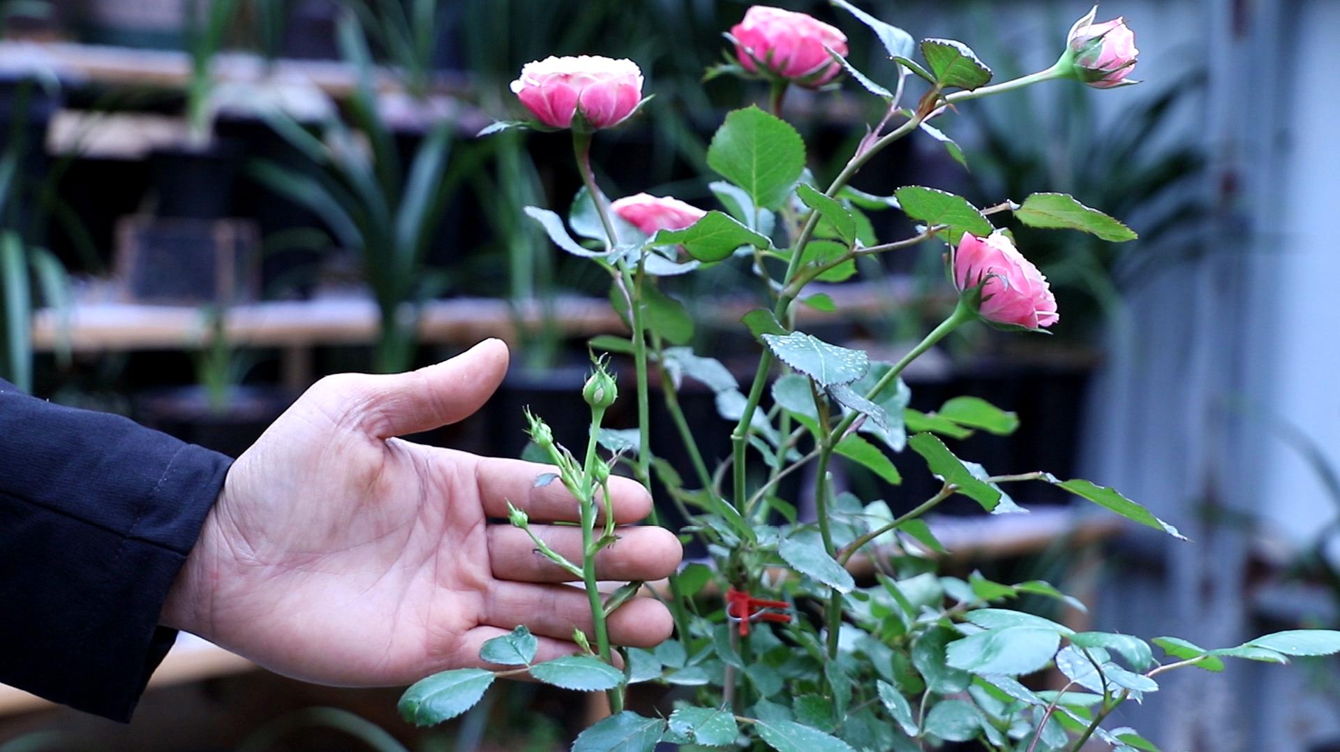 月季开花后,两个动作别"偷懒,接着开花更多