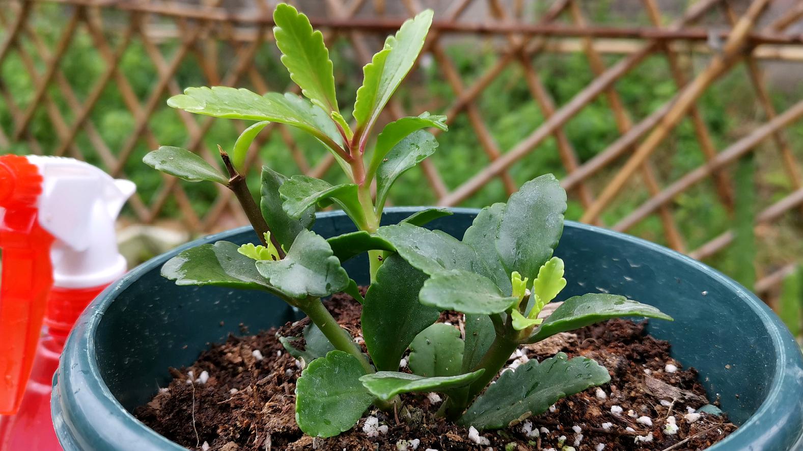 宫灯长寿花,花似小灯笼挂满枝头