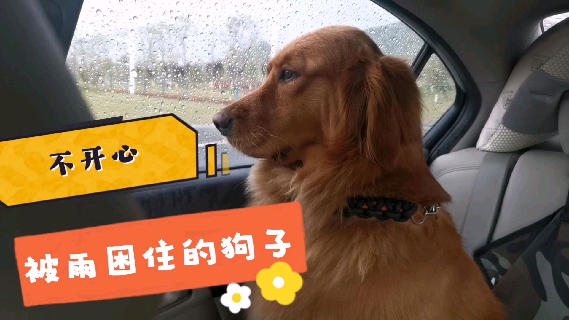 主人带金毛出去玩,突遇下大雨,金毛不开心,最后它玩到了吗?