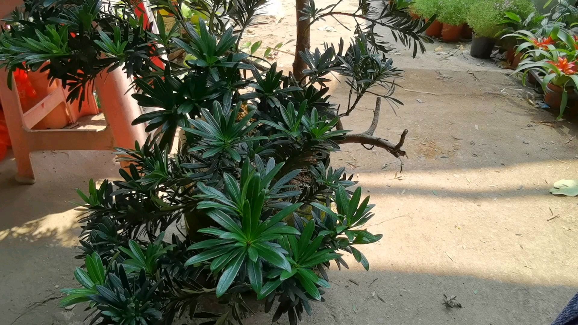 给罗汉松造型,丑小鸭变成白天鹅了,真好看