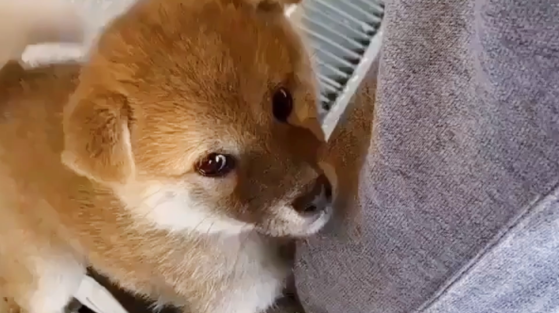 00:12  来源:好看视频-柴犬:这腿我抱定了 服务升级 2萌柴犬:可怜的