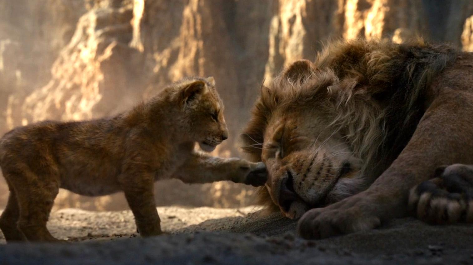 小狮子每天靠吃昆虫饱腹,长大后替父亲报仇,最终成为狮子王