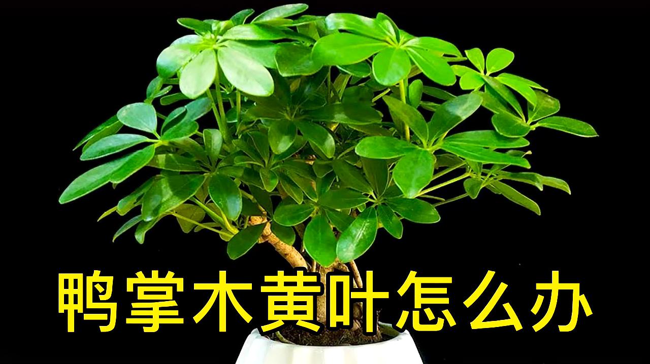 2鴨掌木是招財樹嗎 05:24 來源:好看視頻-大型招財樹鴨掌木鵝掌柴