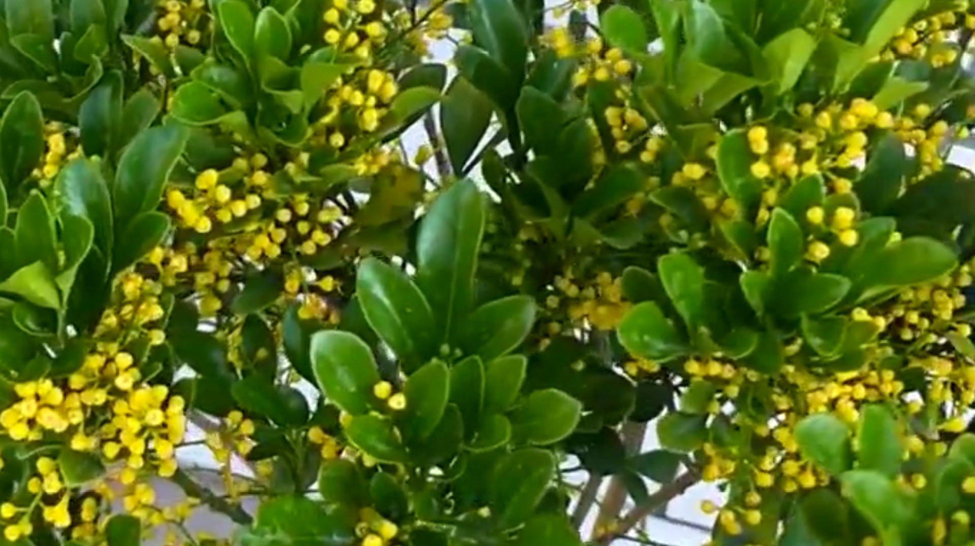 米兰花-黄河三角洲树木花卉-图片