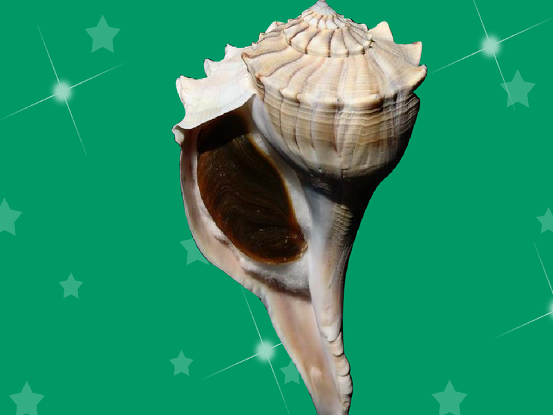 可爱香螺巧了解快点看一下