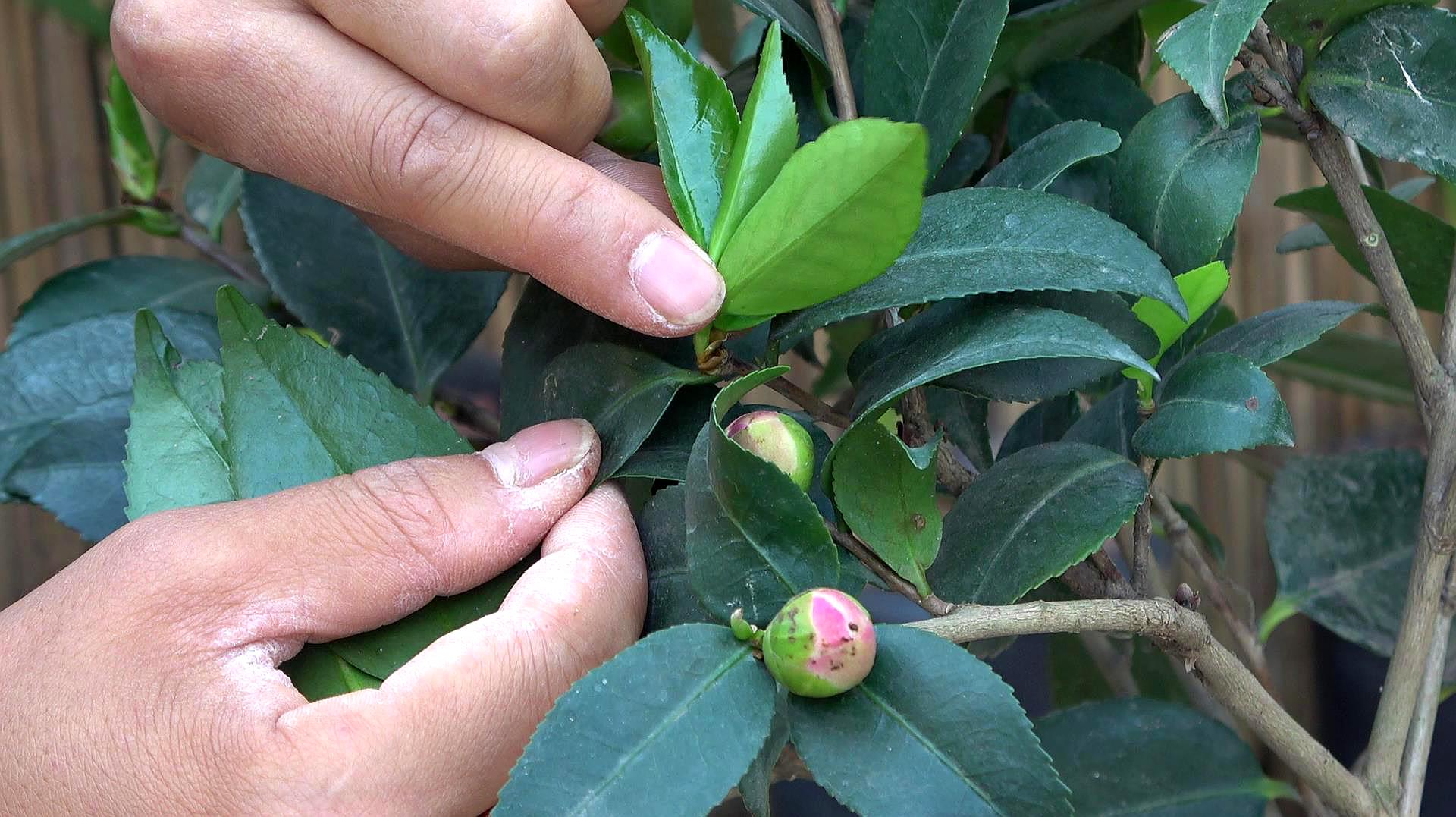 茶花花苞生长过程图片