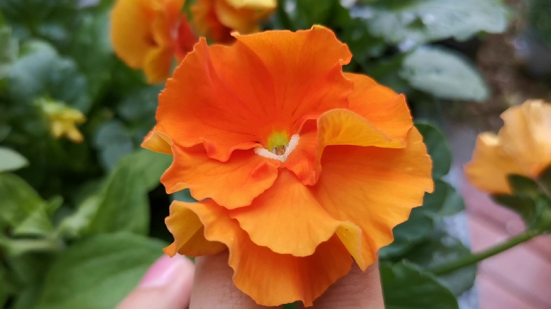 小兔子角堇怎么养